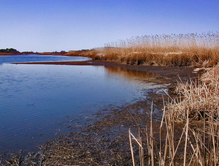 water with some trees near the shore and a lake