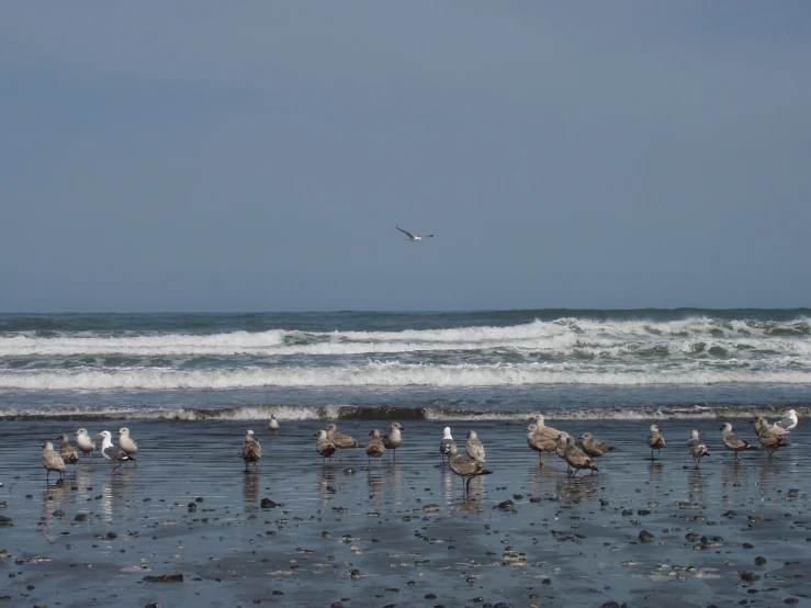 seagulls gather on the beach during low tide