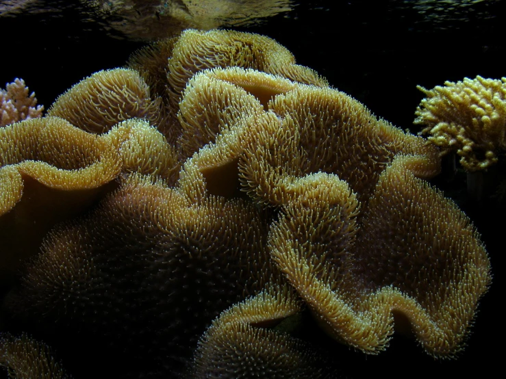 a bunch of coral on black background