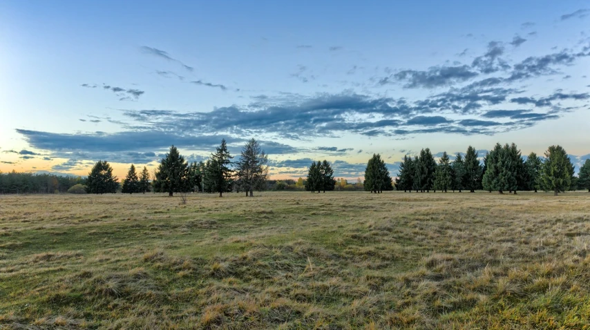 field with grass, shrubs and trees under cloudy skies