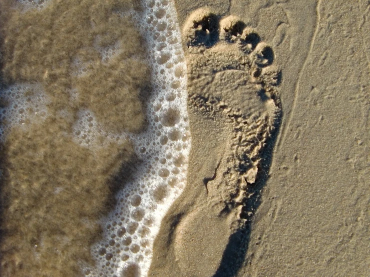 the footprints of a bear are in the sand on a beach