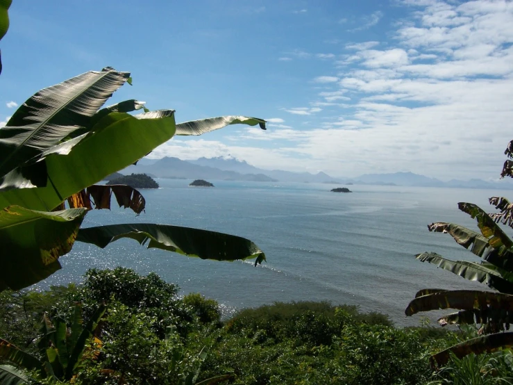 trees and a body of water surrounded by foliage