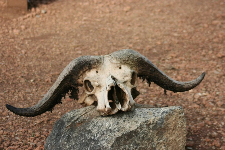 a goat skull laying on top of a rock