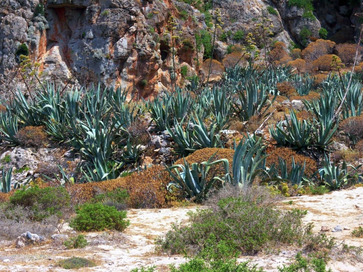 many vegetation are growing in the desert