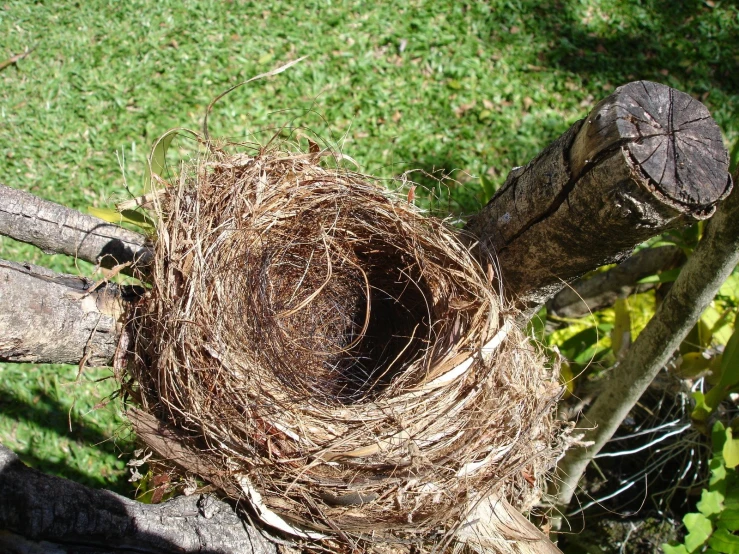 bird's nest on an old log fence in the grass
