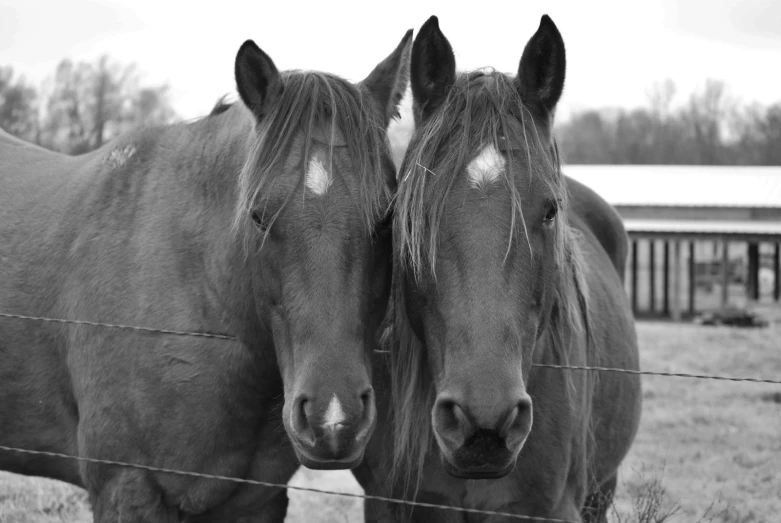 two horses standing near a wire fence looking straight ahead