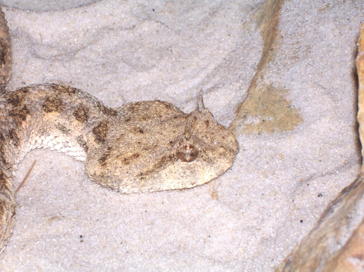 the large lizard is lying in a rock area