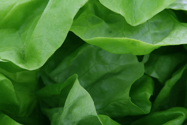 fresh green lettuce leaves closeup