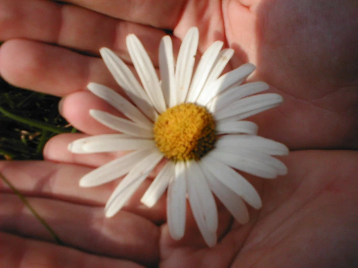 a person holding out their hand and a daisies in the palm