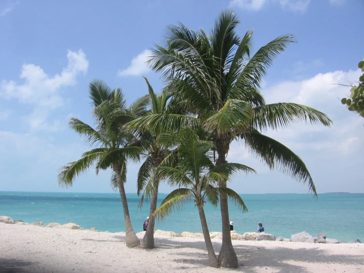 there are many trees that is on the beach