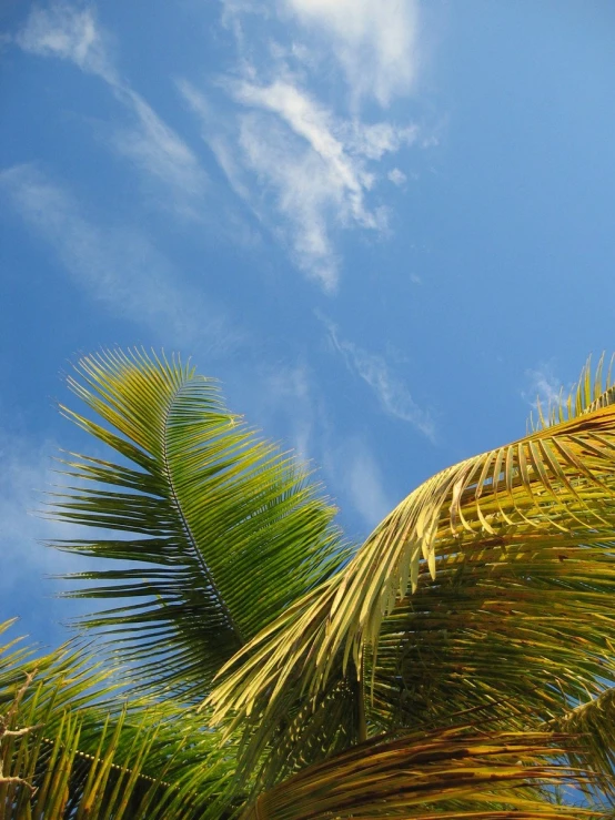 a tree with blue skies above it