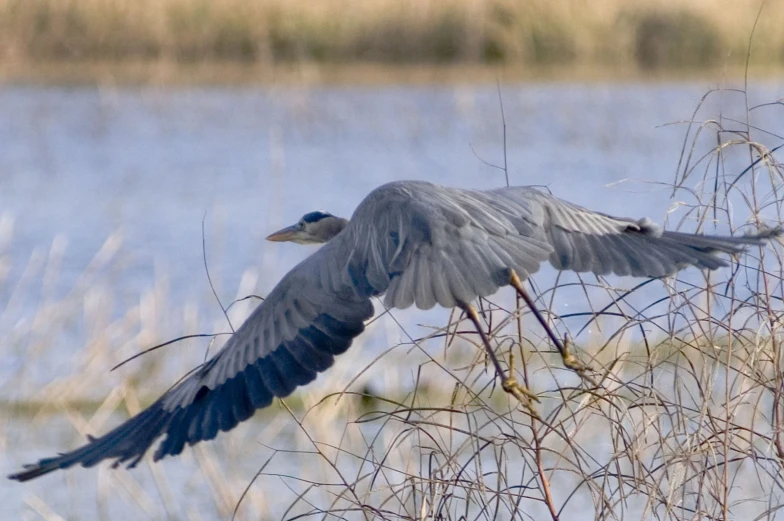 a large bird flying over the top of a tall tree