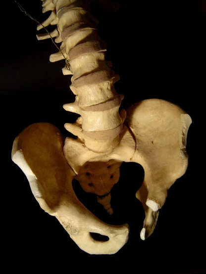 this is an overview of the lower part of a human skeleton