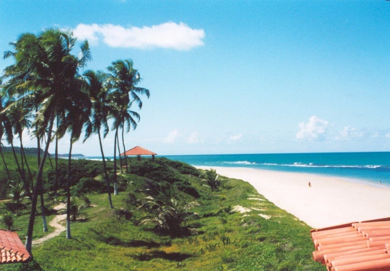 a beach with lots of tall grass and palm trees