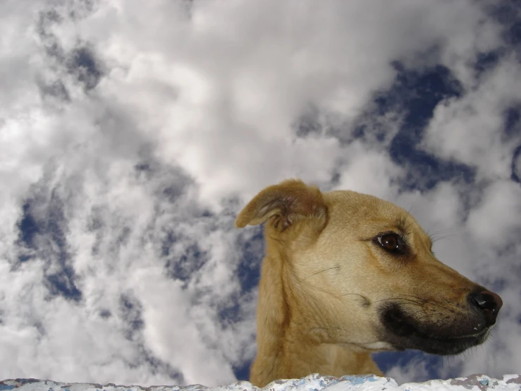 the dog has his head out towards the clouds