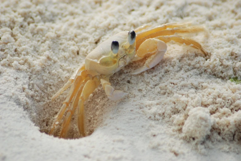 a yellow spider crawling along the top of a sandy beach