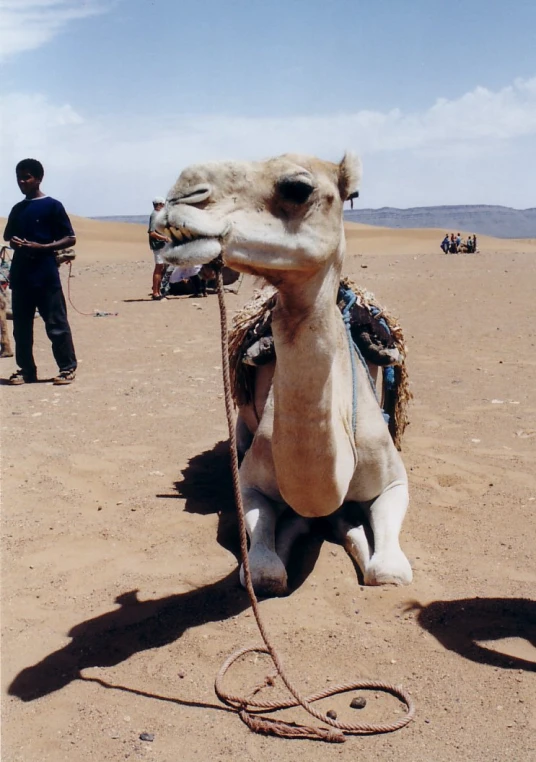 camel with reins resting on beach near other people