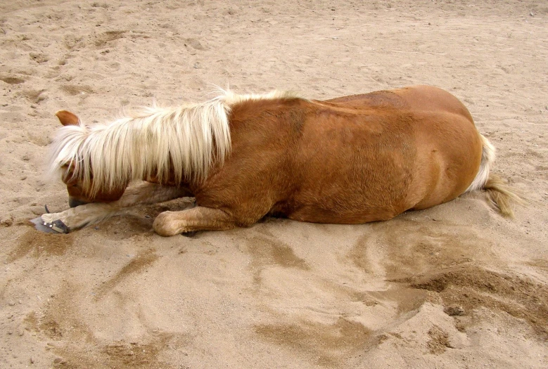 the pony is laying on sand on his back