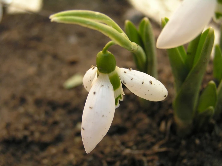 the bloom of this plant is beginning to open