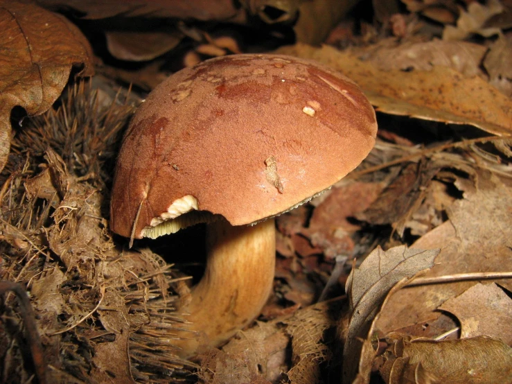 a brown and white mushroom with two white spots