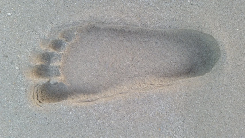 the footprints of a dog are seen in the sand