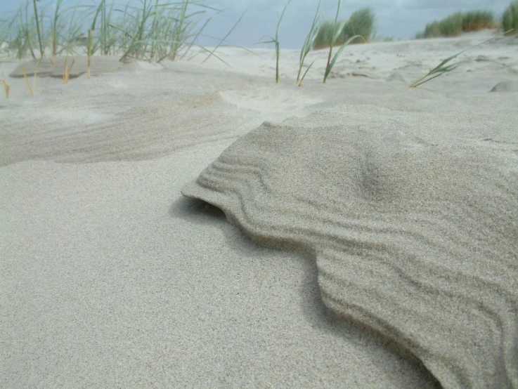 a sandy beach area with grass growing on top