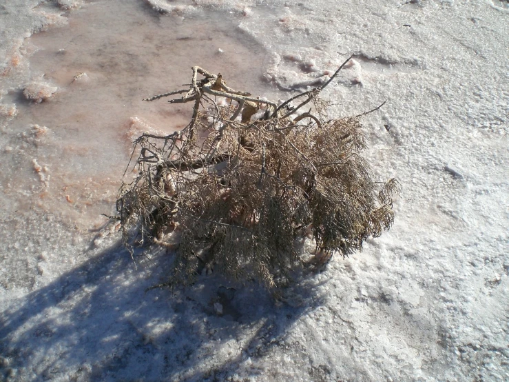 there is a small plant that grows out of the snow