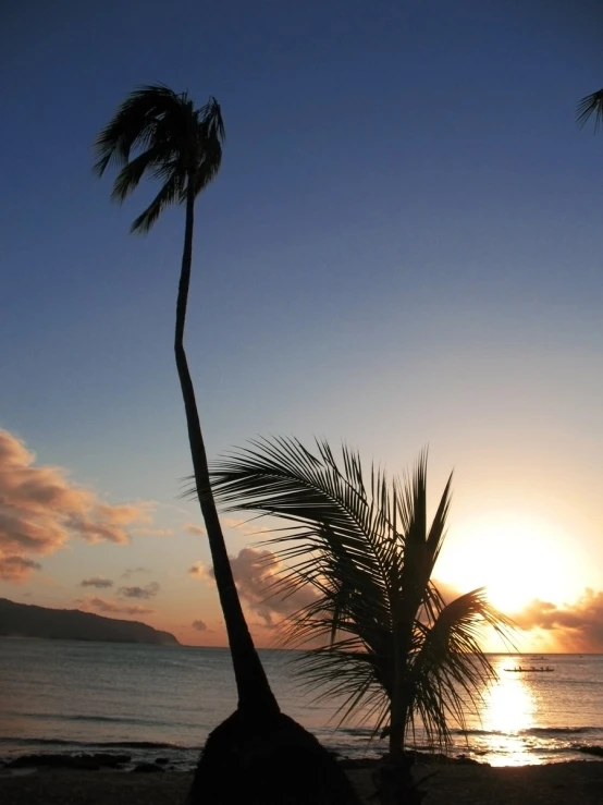 two palm trees on the beach at sunset