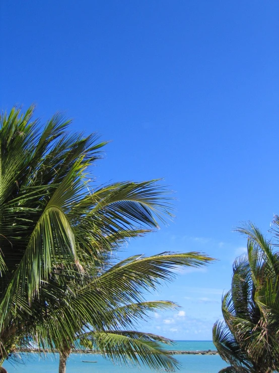 two palm trees and a blue sky over a beach