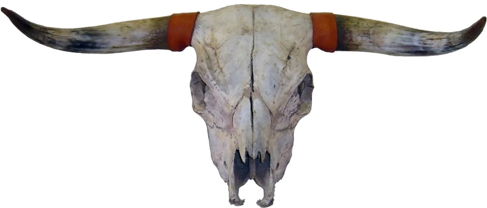 the long horn skull has a long horns, and has been decorated with orange and white leather