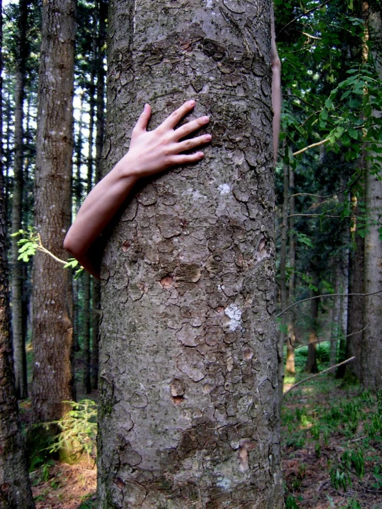 hand holding onto tree trunk in forest setting