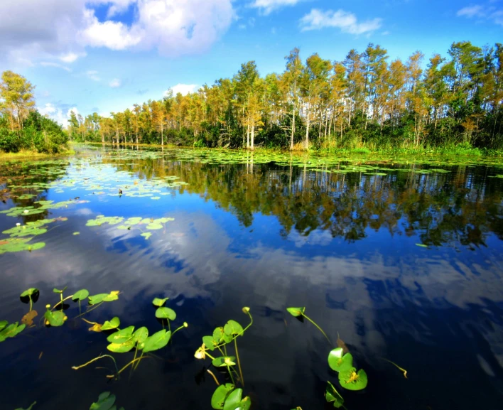 a water view of trees and bushes in the background