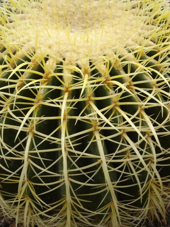 the center of an extreme close up of the plant
