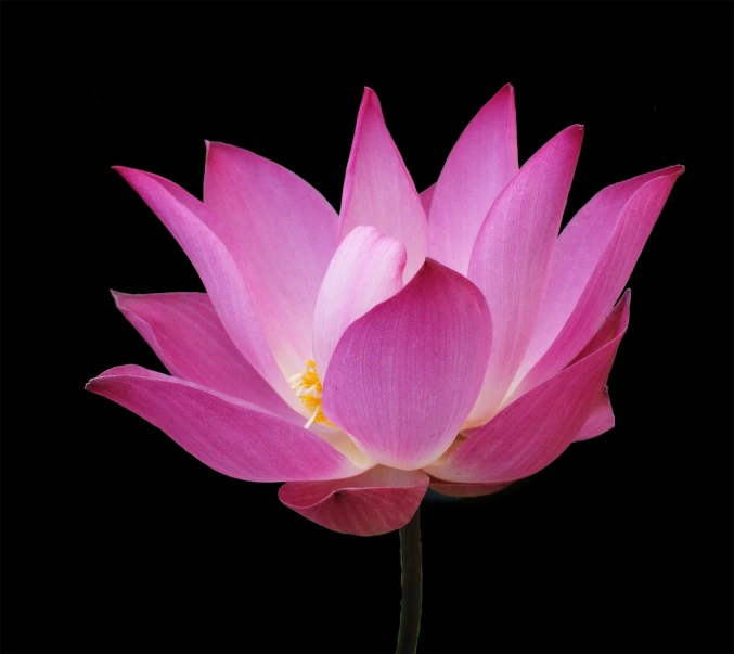 the pink flower of the water lily is ready to bloom