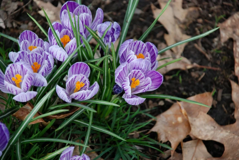 several purple crocus flowers bloom in the fall