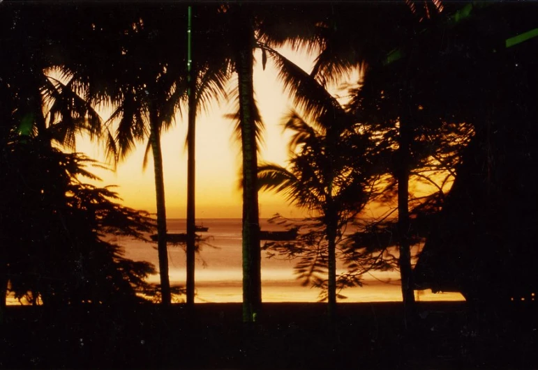 a sunset behind three tall trees with a boat in the distance