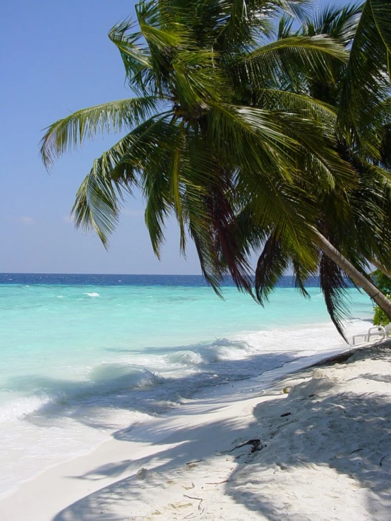 the view from a beach showing a tree