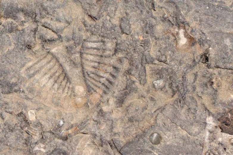 a close up of a rock wall with an animal fossil