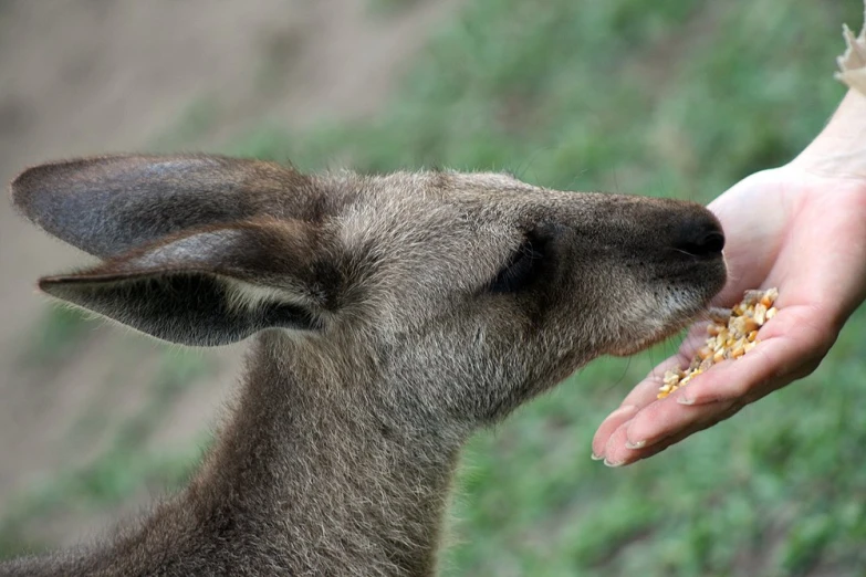 a baby kangaroo holding an adult animal in its mouth