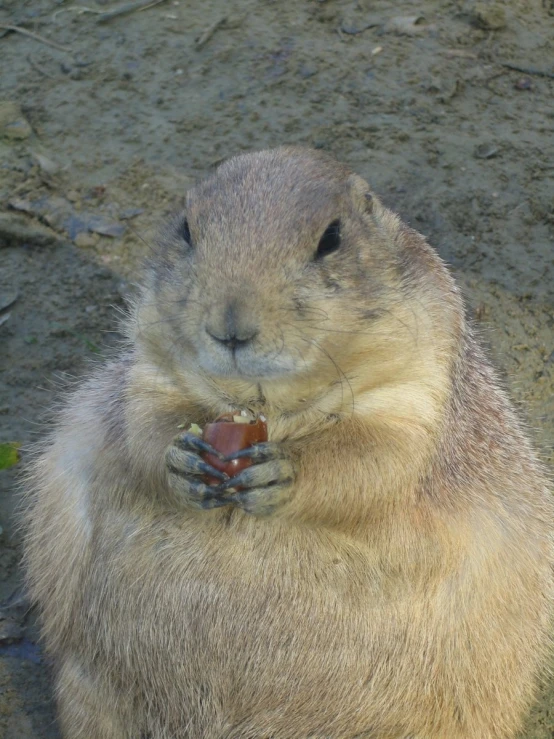 a groundhog sitting with its arms crossed eating soing