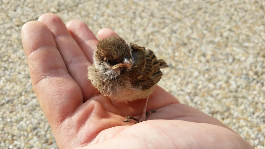 a small brown and black bird sitting in someone's hand