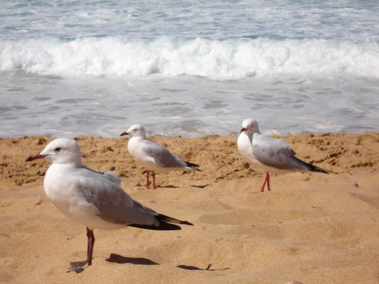three seagulls standing on the sand of a beach