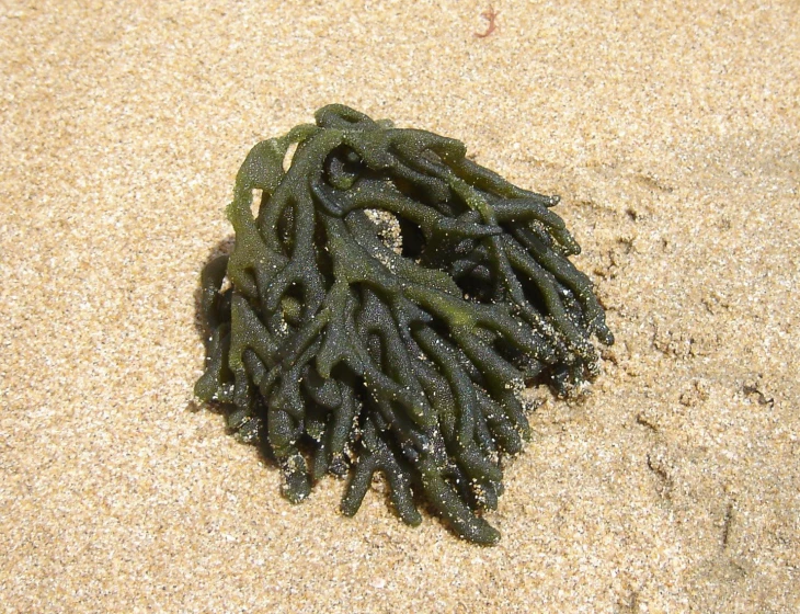 seaweed that is sticking out of the sand