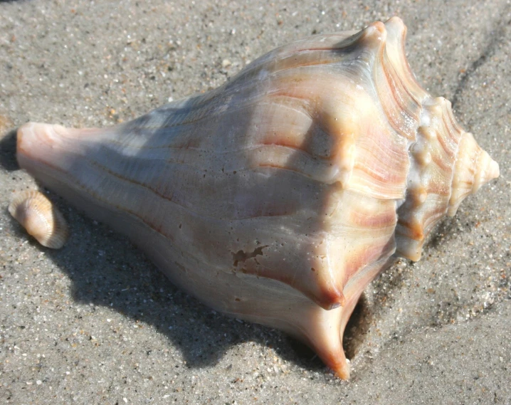 the shell has a very large black dot on it