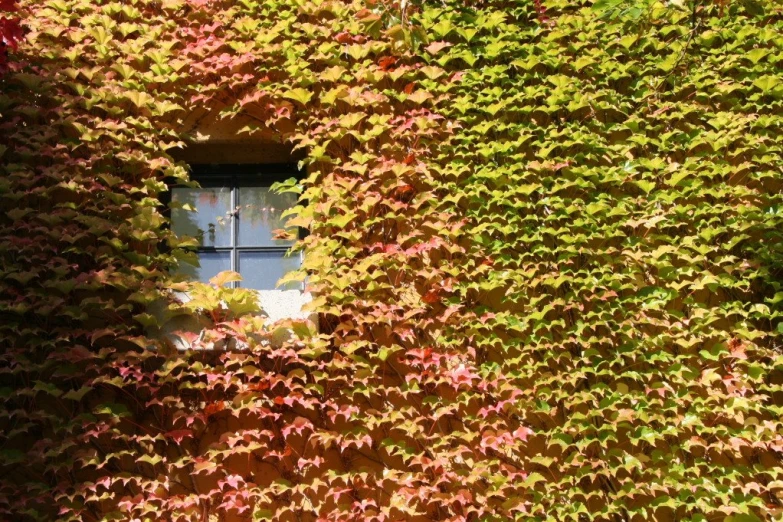 ivy growing up the side of a building