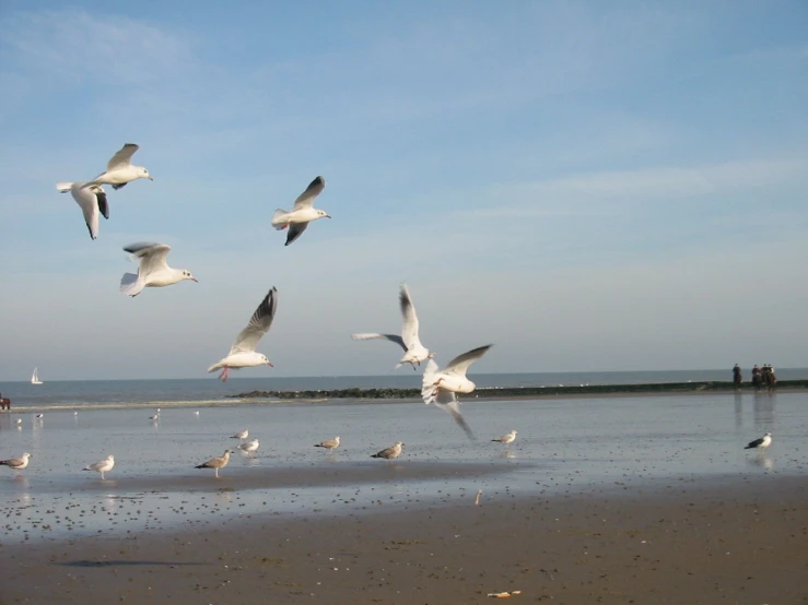 the seagulls are flying over the water by the shore