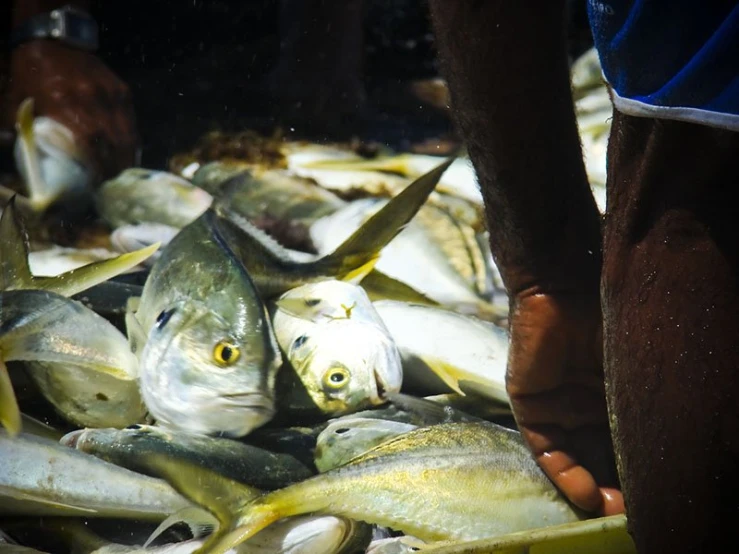 several fish are grouped together with a person  them