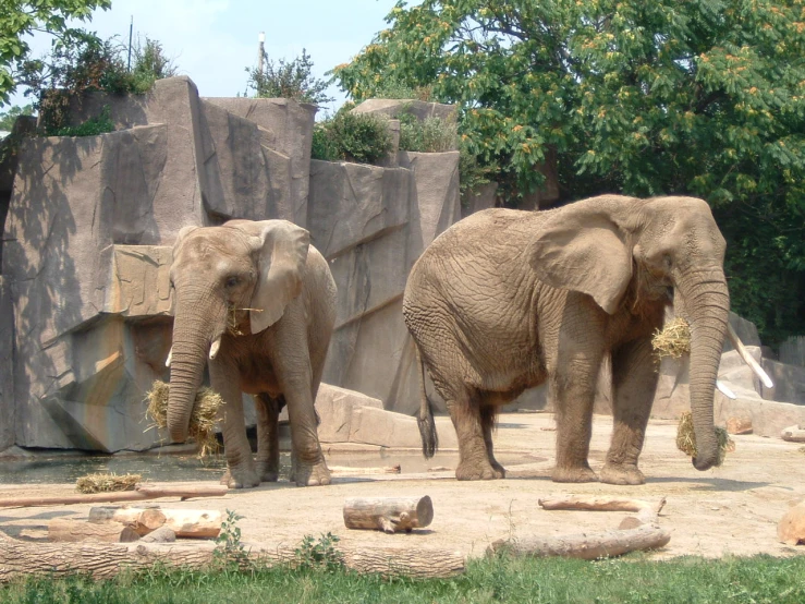 two elephants are eating hay inside their enclosure