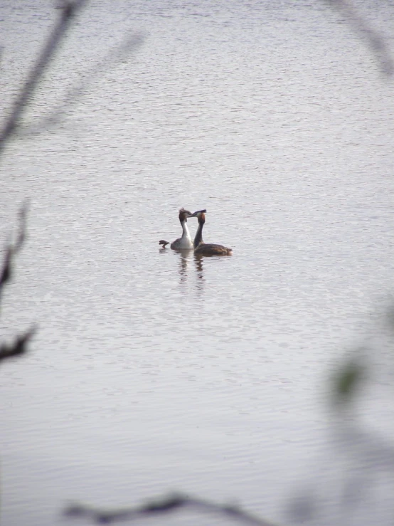 two ducks are in a lake with no one on it