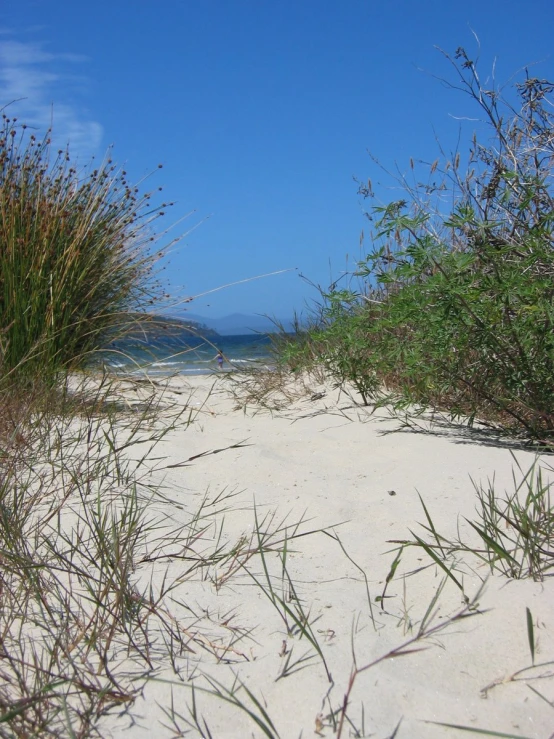 a view looking over the white sand and plants from the beach